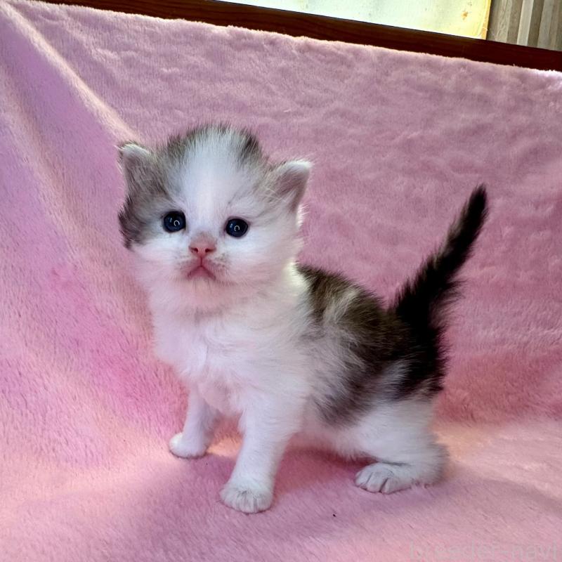 販売中の千葉県のサイベリアン-140172の4枚目