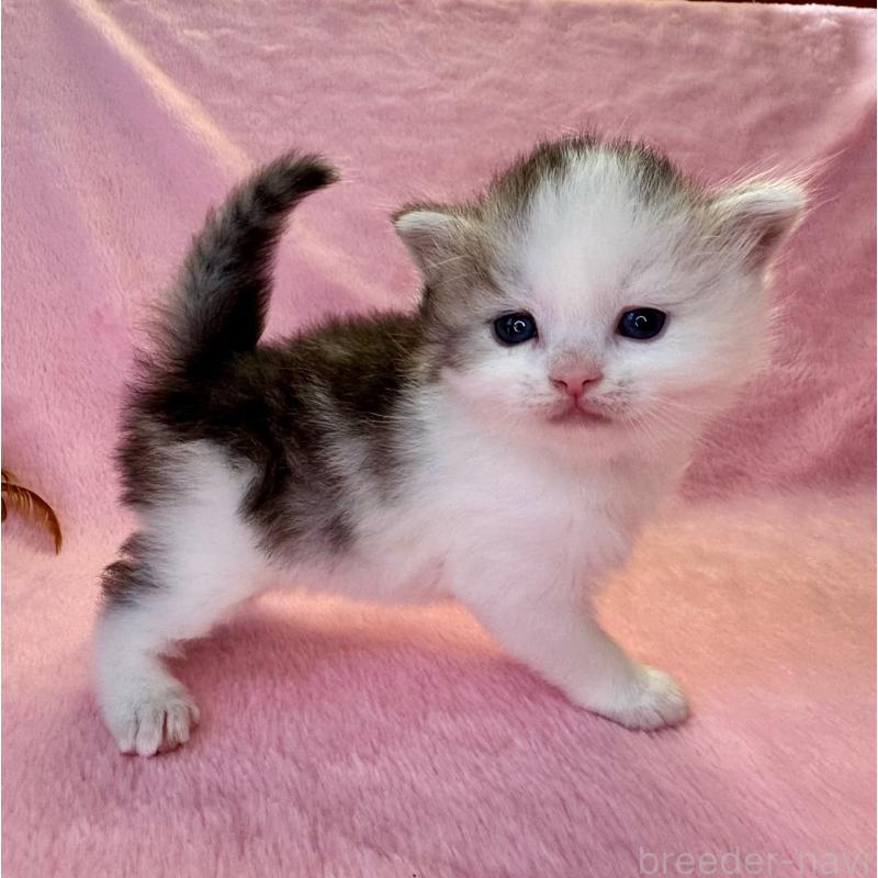 販売中の千葉県のサイベリアン-140172の3枚目