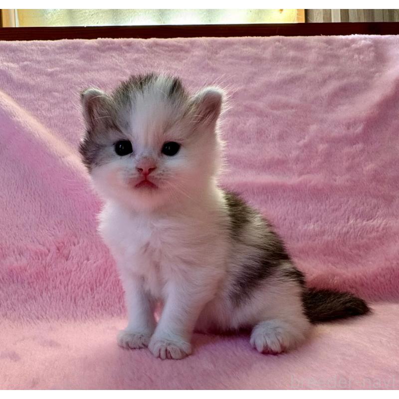 販売中の千葉県のサイベリアン-140172の2枚目