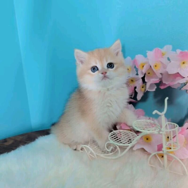 販売中の大阪府のブリティッシュショートヘア-139595