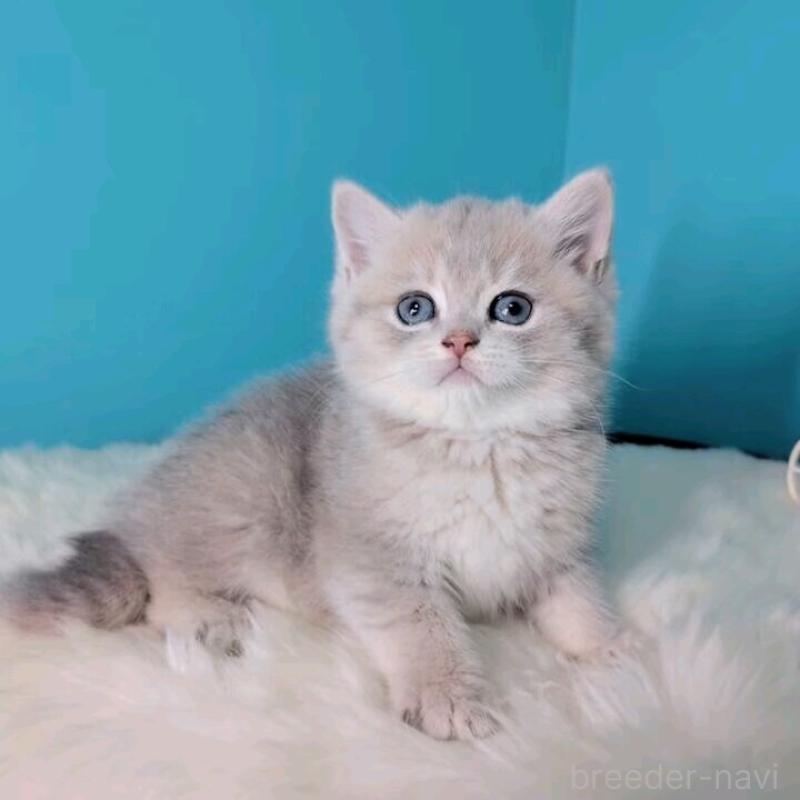 販売中の大阪府のブリティッシュショートヘア-139600