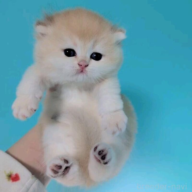 販売中の大阪府のブリティッシュショートヘア-140207の1枚目