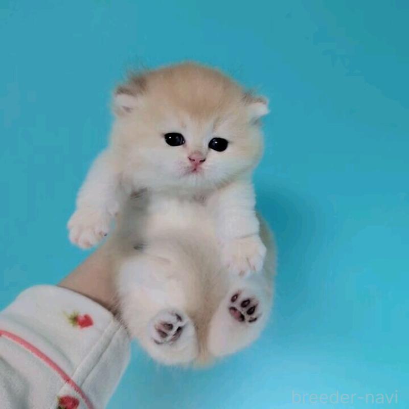 販売中の大阪府のブリティッシュショートヘア-140207の4枚目