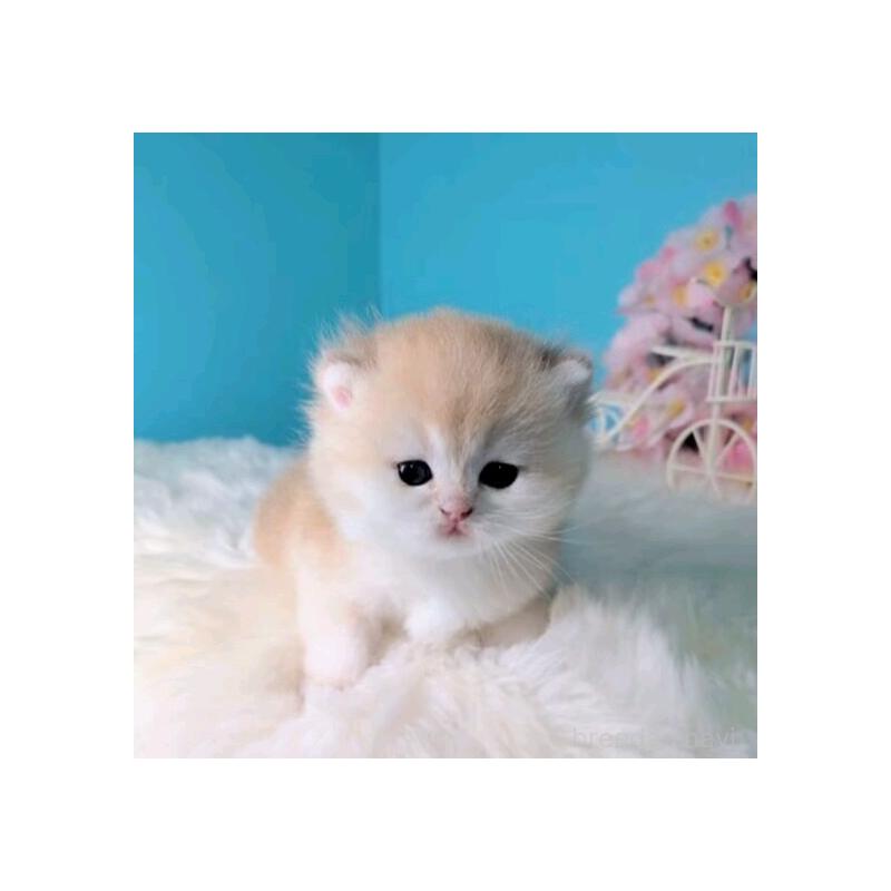 販売中の大阪府のブリティッシュショートヘア-140207の3枚目