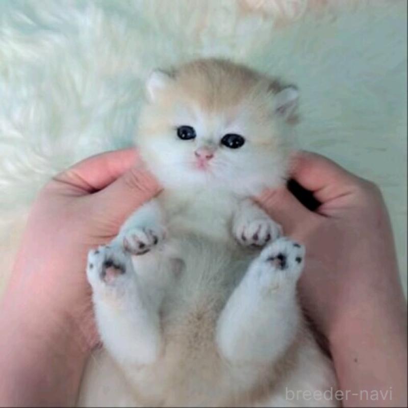 販売中の大阪府のブリティッシュショートヘア-140207の2枚目