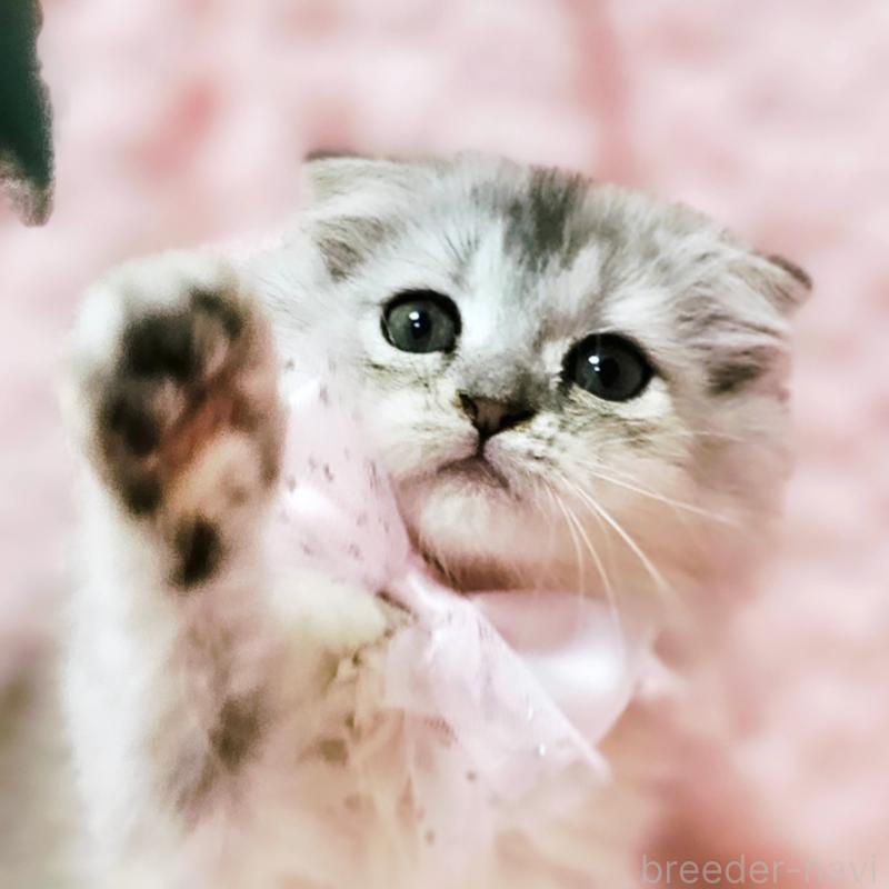 販売中の茨城県のミヌエット-140208の1枚目