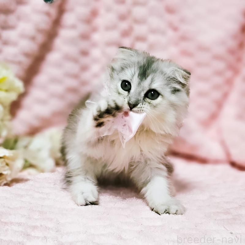 販売中の茨城県のミヌエット-140208の18枚目