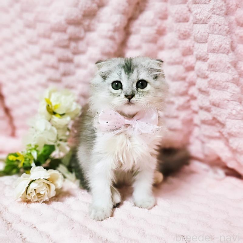 販売中の茨城県のミヌエット-140208の17枚目