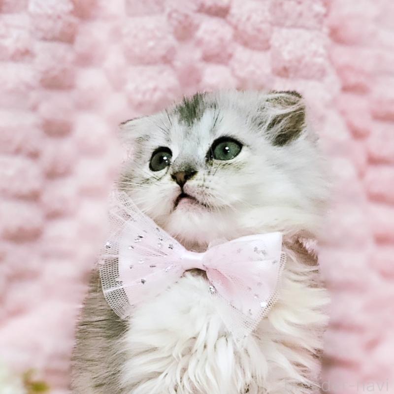 販売中の茨城県のミヌエット-140208の16枚目