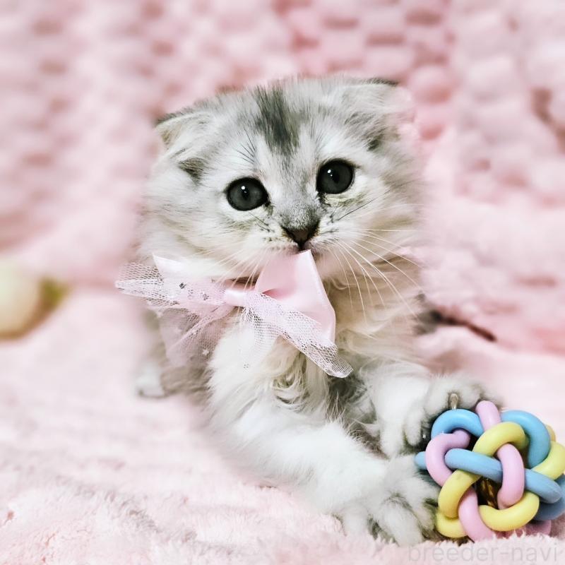 販売中の茨城県のミヌエット-140208の14枚目