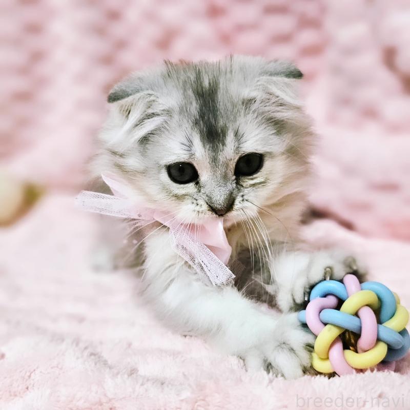 販売中の茨城県のミヌエット-140208の13枚目