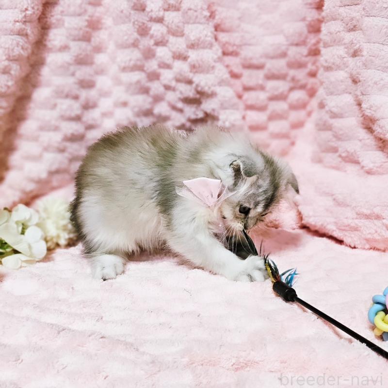 販売中の茨城県のミヌエット-140208の12枚目