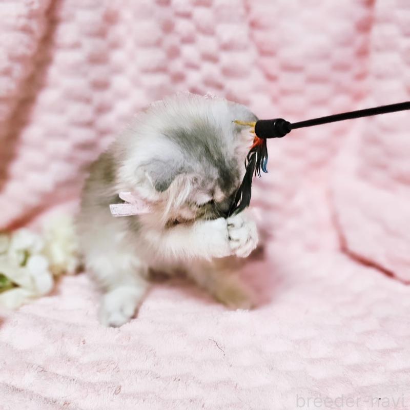 販売中の茨城県のミヌエット-140208の11枚目