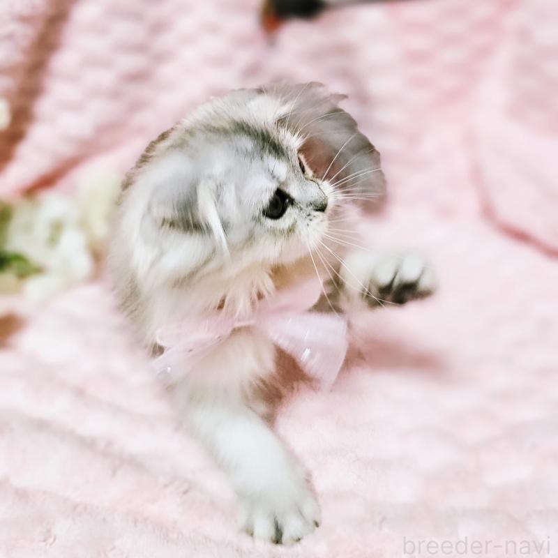 販売中の茨城県のミヌエット-140208の10枚目