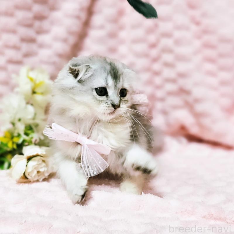 販売中の茨城県のミヌエット-140208の9枚目