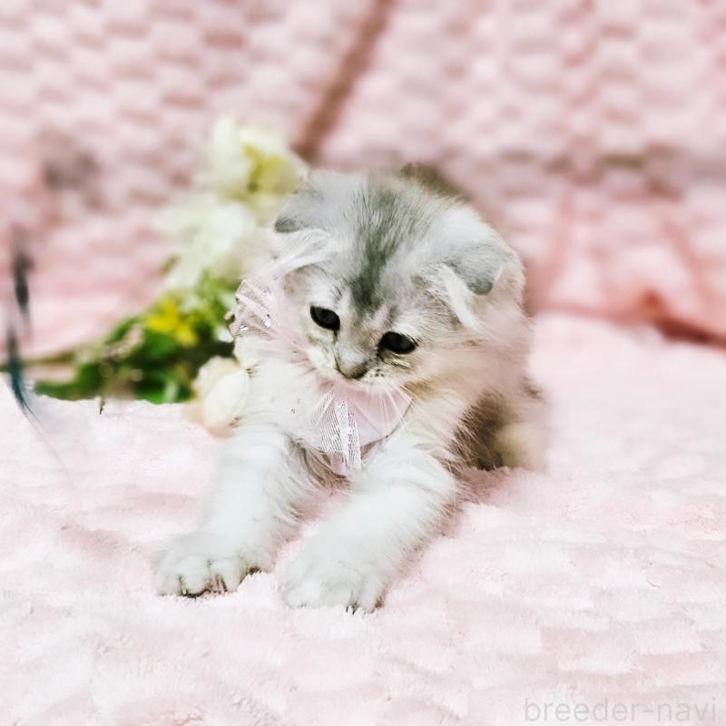 販売中の茨城県のミヌエット-140208の8枚目