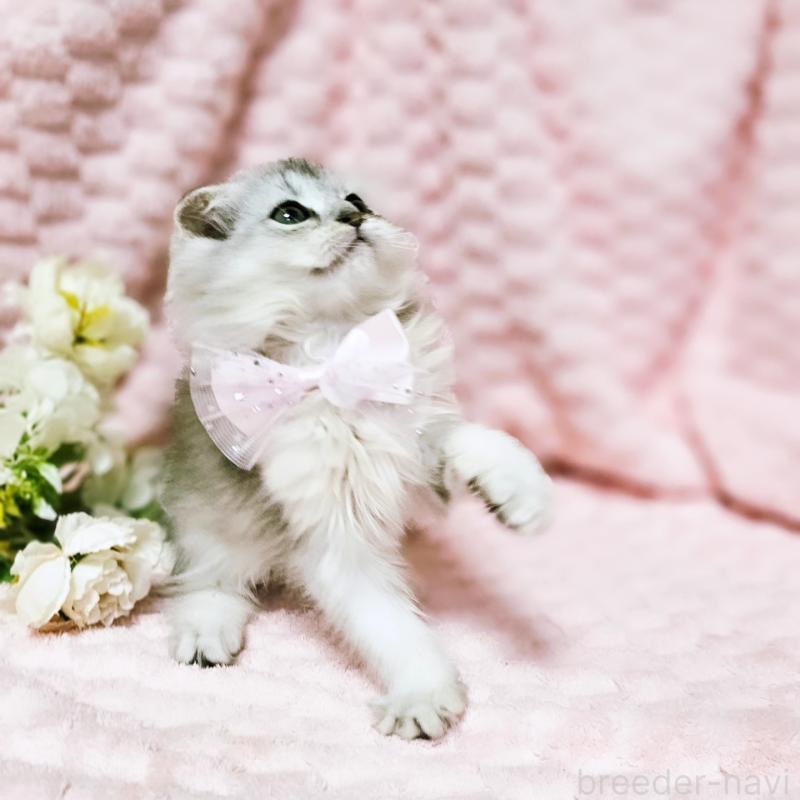 販売中の茨城県のミヌエット-140208の7枚目