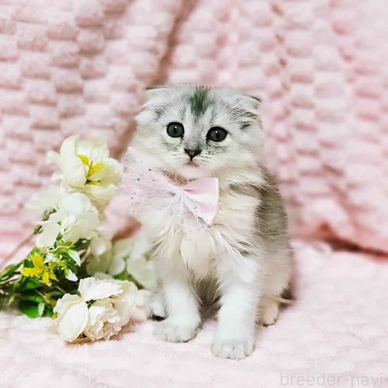 販売中の茨城県のミヌエット-140208の6枚目