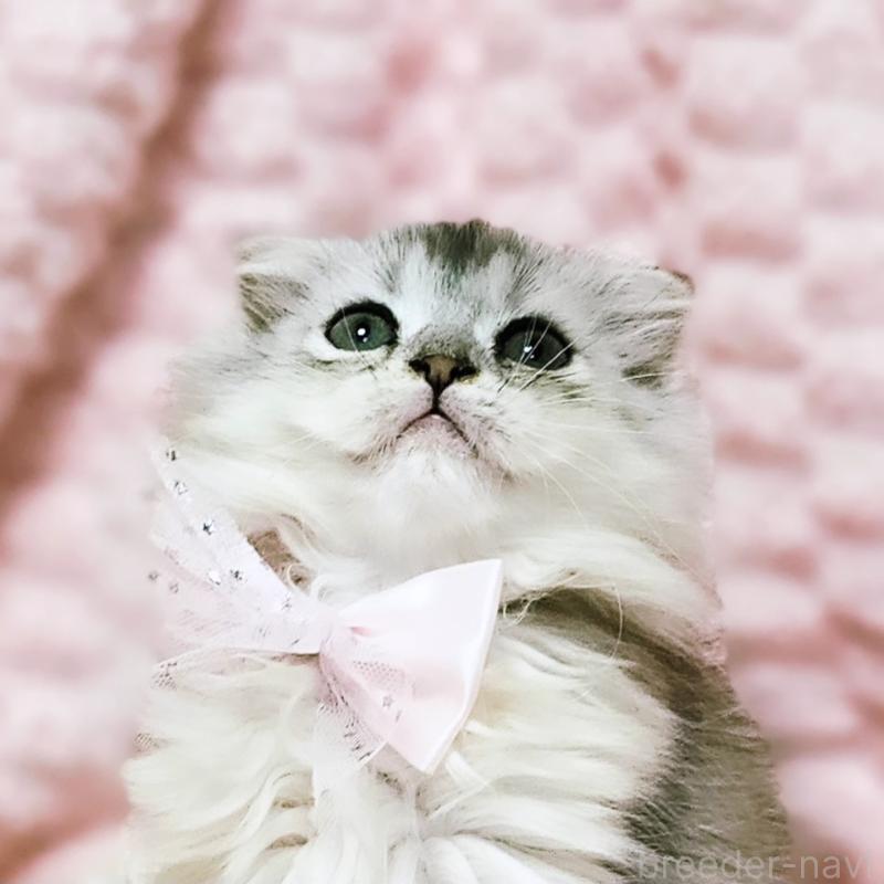 販売中の茨城県のミヌエット-140208の5枚目