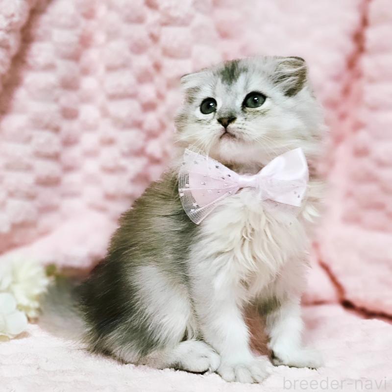 販売中の茨城県のミヌエット-140208の4枚目