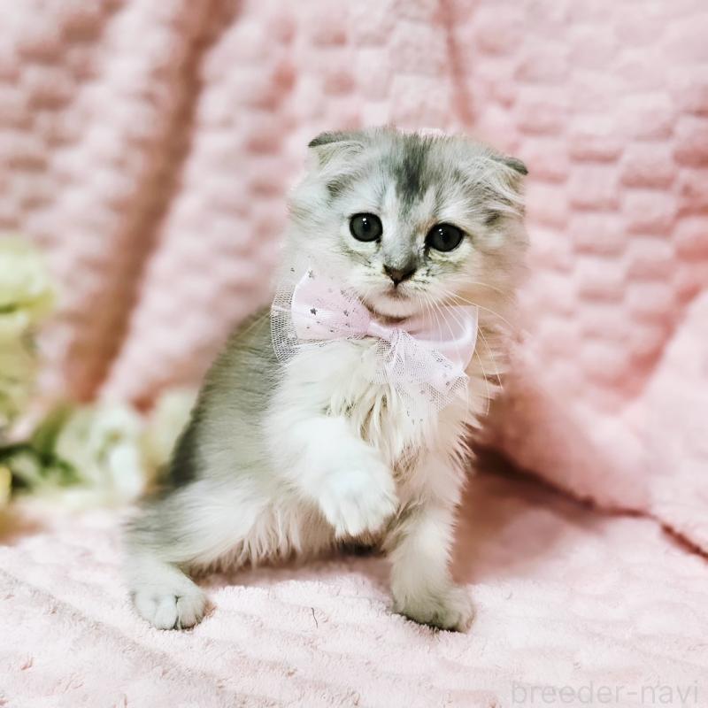 販売中の茨城県のミヌエット-140208の3枚目