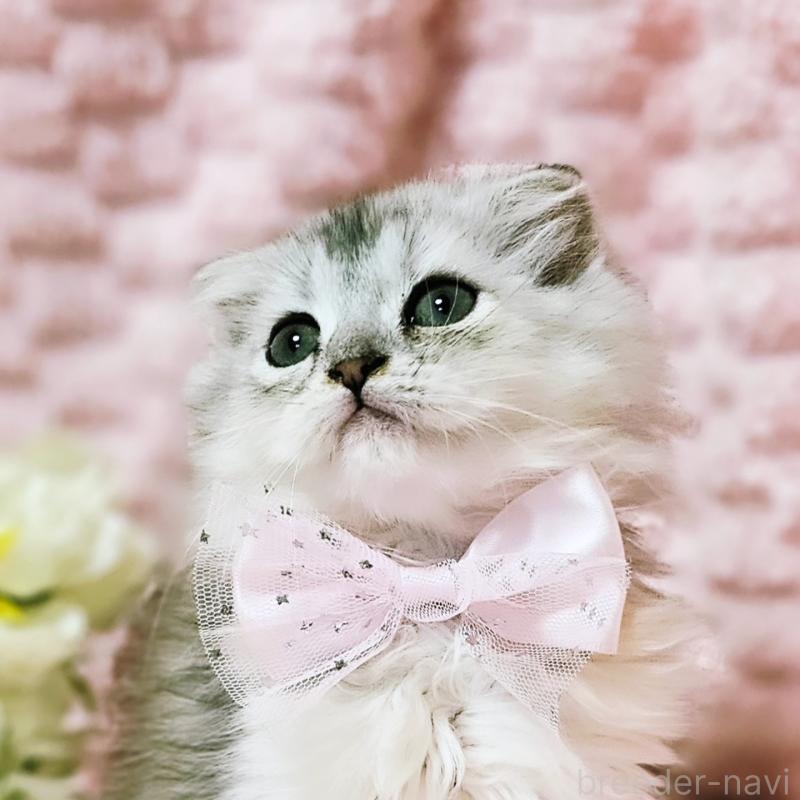 販売中の茨城県のミヌエット-140208の2枚目