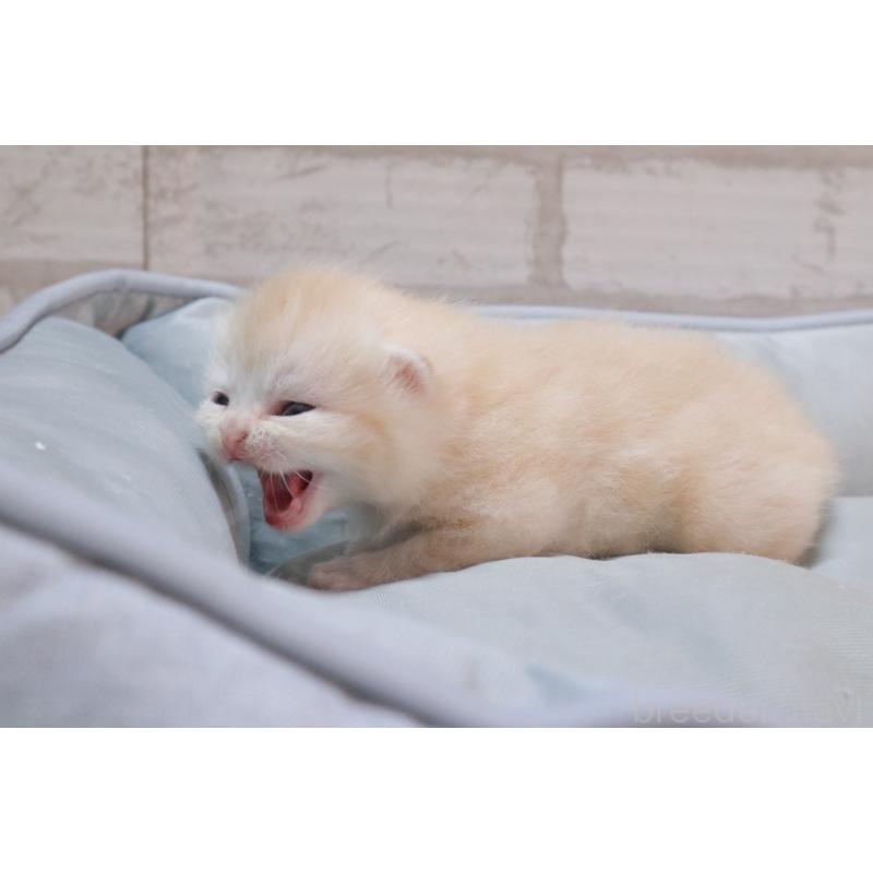 販売中の岐阜県のスコティッシュフォールド-140210の10枚目