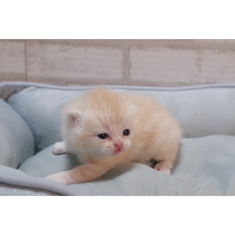 販売中の岐阜県のスコティッシュフォールド-140210の9枚目