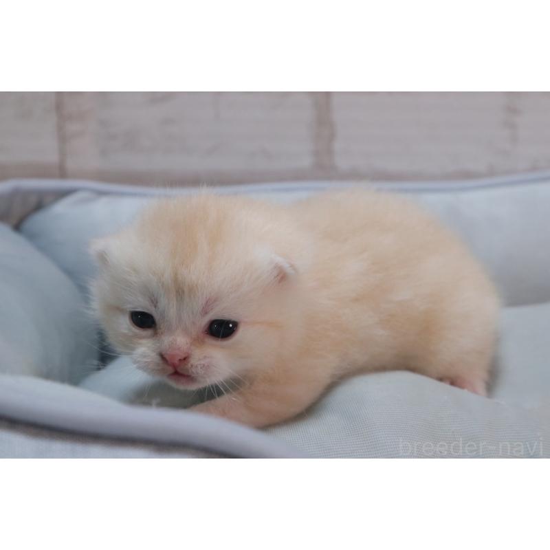 販売中の岐阜県のスコティッシュフォールド-140210の8枚目