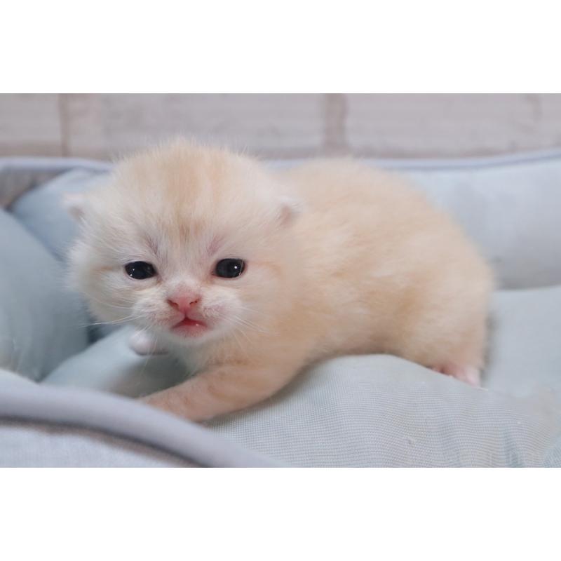 販売中の岐阜県のスコティッシュフォールド-140210の7枚目