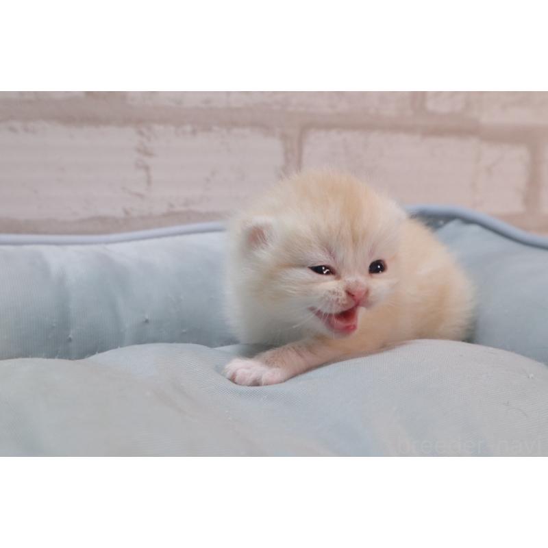 販売中の岐阜県のスコティッシュフォールド-140210の6枚目