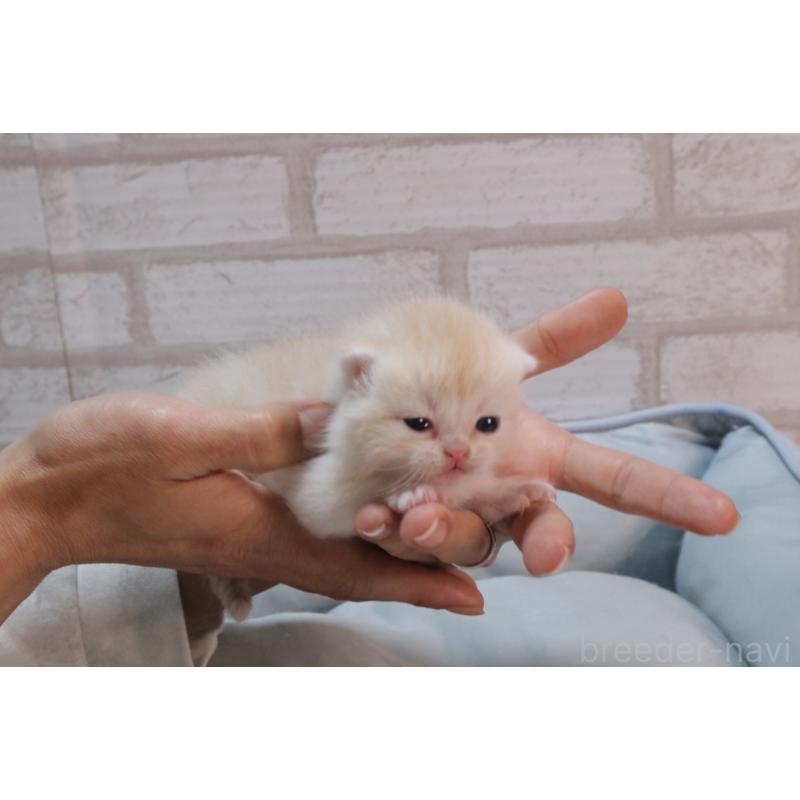 販売中の岐阜県のスコティッシュフォールド-140210の5枚目