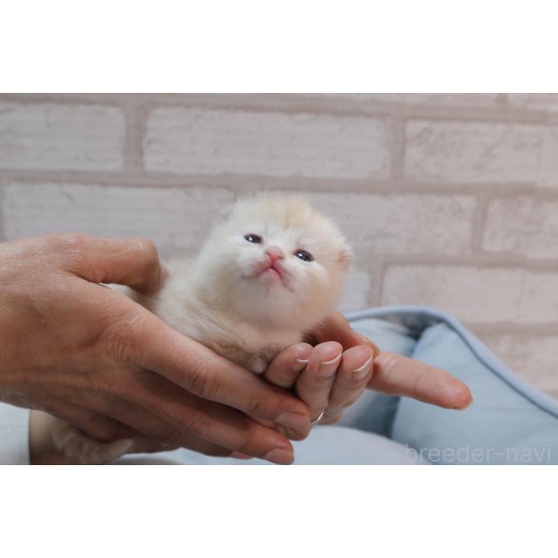 販売中の岐阜県のスコティッシュフォールド-140210の4枚目