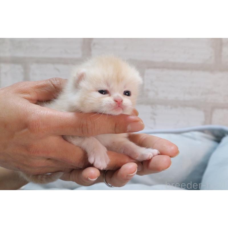 販売中の岐阜県のスコティッシュフォールド-140210の2枚目