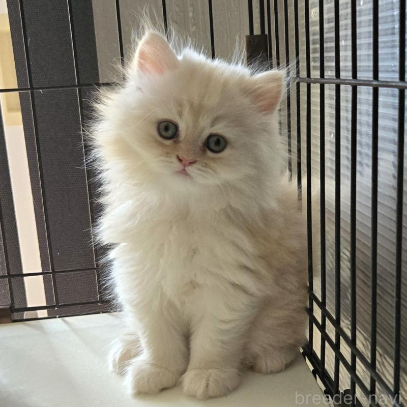 販売中の福岡県のミヌエット-138385