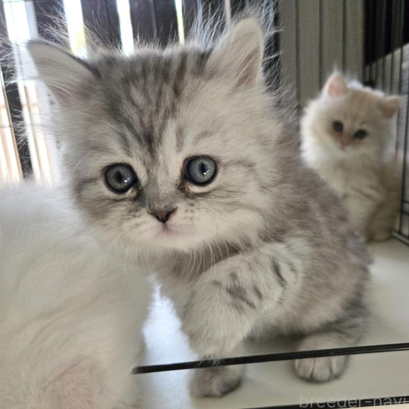 販売中の福岡県のミヌエット-138386