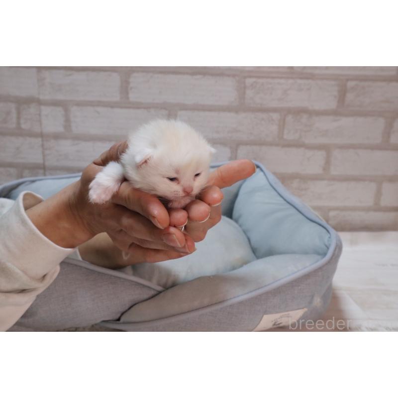 販売中の岐阜県のスコティッシュフォールド-140211の10枚目