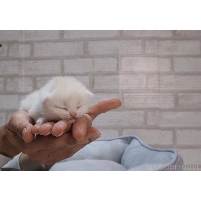 販売中の岐阜県のスコティッシュフォールド-140211の9枚目