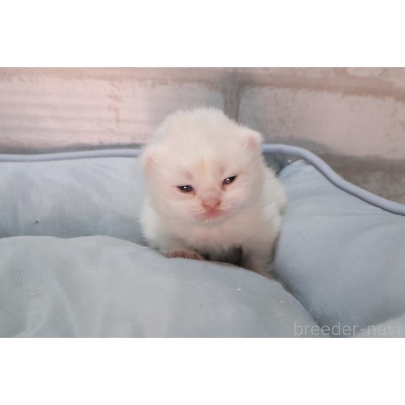 販売中の岐阜県のスコティッシュフォールド-140211の7枚目