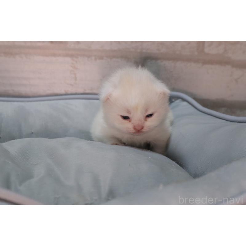 販売中の岐阜県のスコティッシュフォールド-140211の5枚目