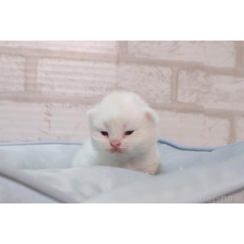 販売中の岐阜県のスコティッシュフォールド-140211の4枚目