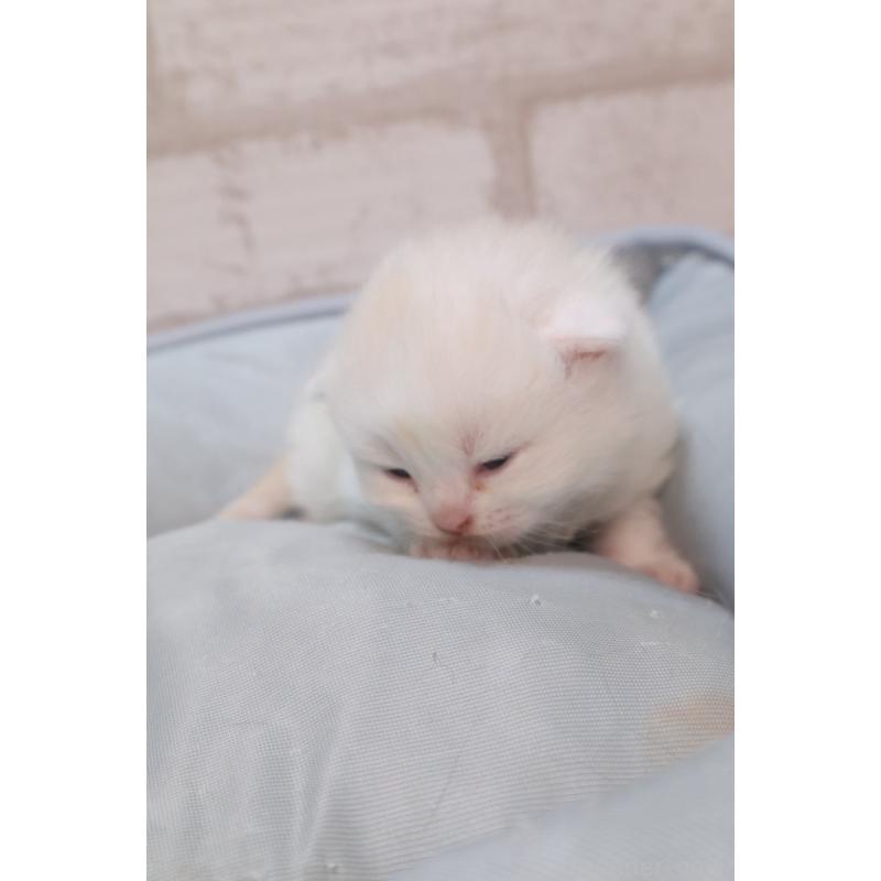 販売中の岐阜県のスコティッシュフォールド-140211の3枚目