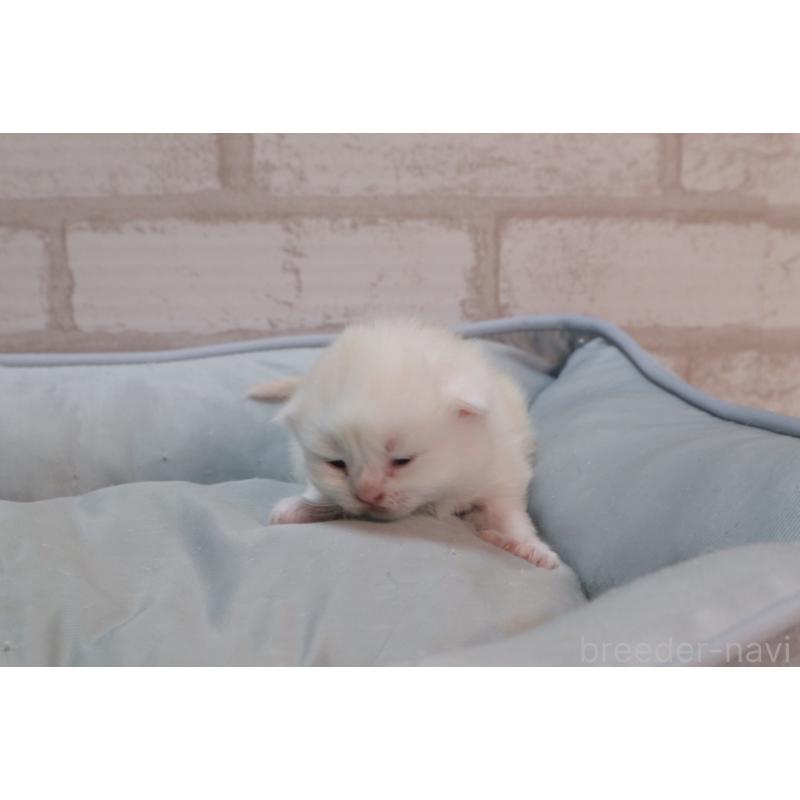 販売中の岐阜県のスコティッシュフォールド-140211の2枚目