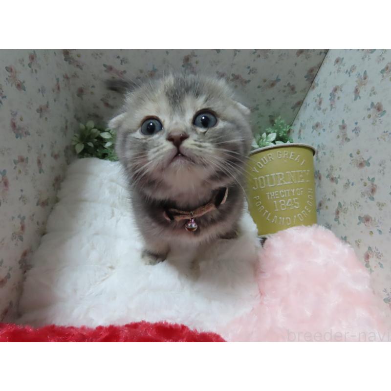 販売中の千葉県のスコティッシュフォールド(折れ耳)-140213の2枚目