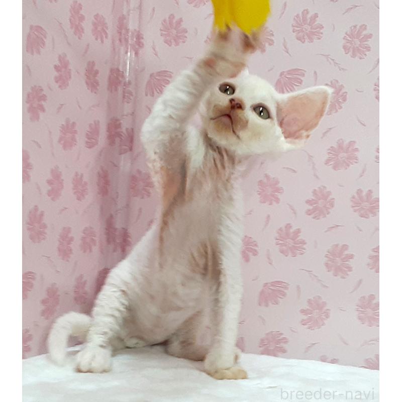 販売中の岐阜県のデボンレックス-140212の4枚目