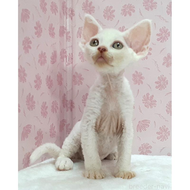 販売中の岐阜県のデボンレックス-140212の3枚目