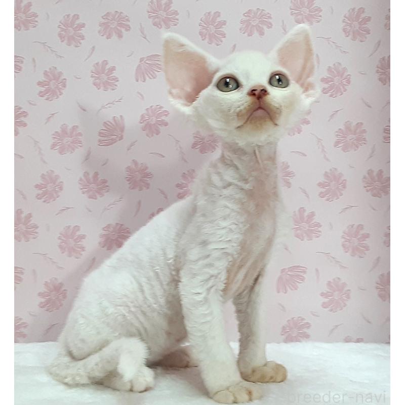 販売中の岐阜県のデボンレックス-140212の2枚目