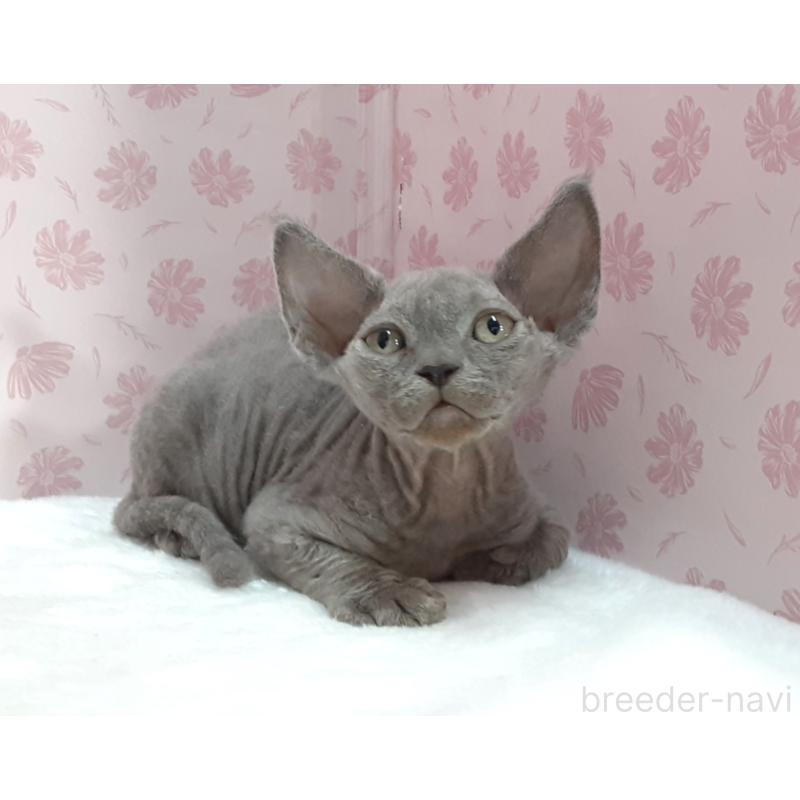 販売中の岐阜県のデボンレックス-140214の4枚目