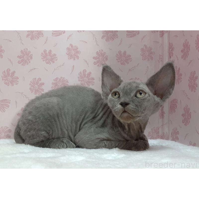 販売中の岐阜県のデボンレックス-140214の3枚目