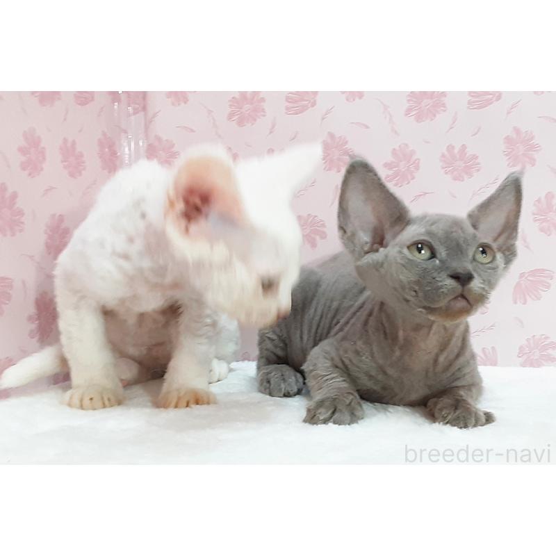 販売中の岐阜県のデボンレックス-140214の2枚目